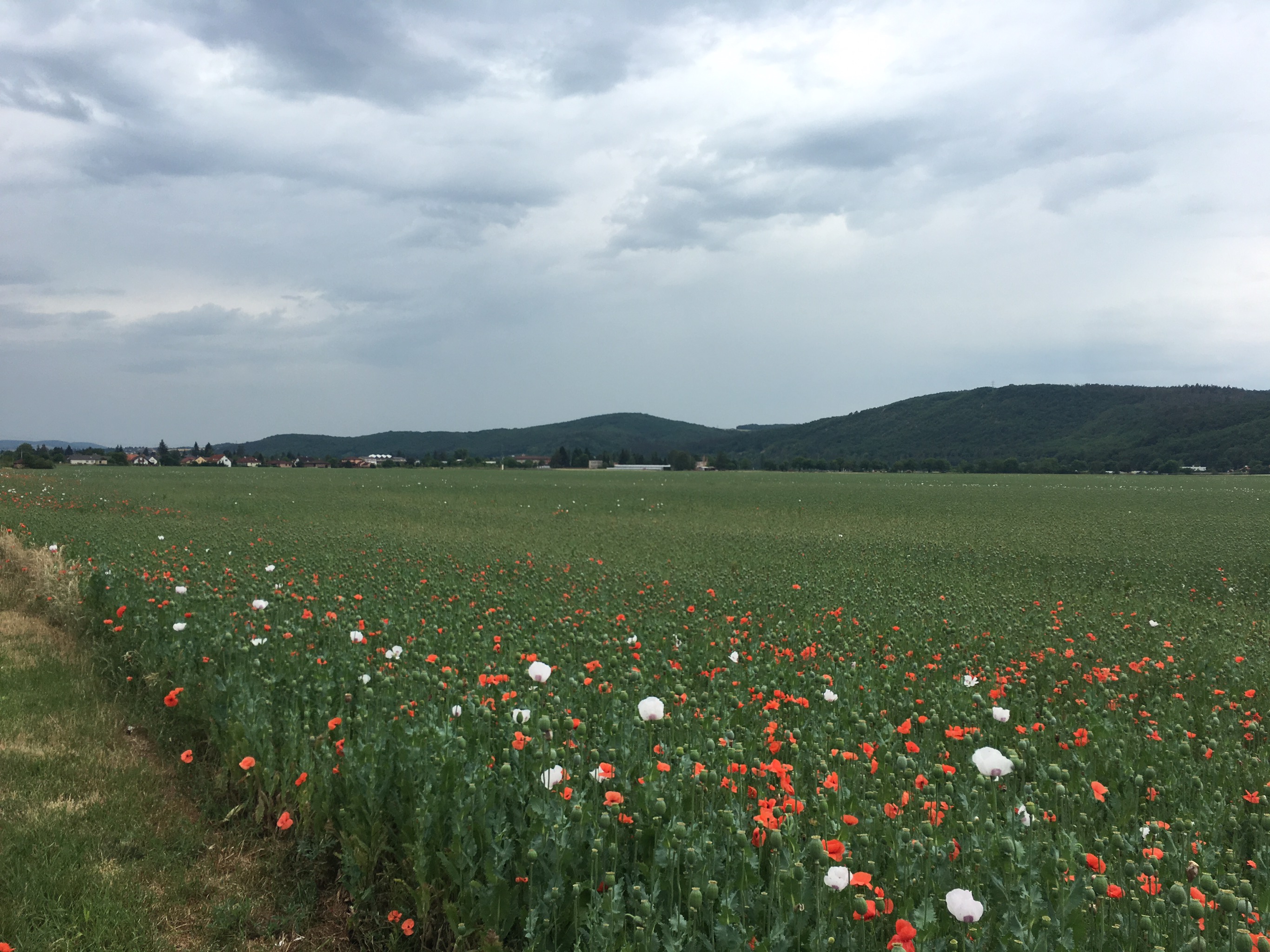 Biking through the Czech Countryside
