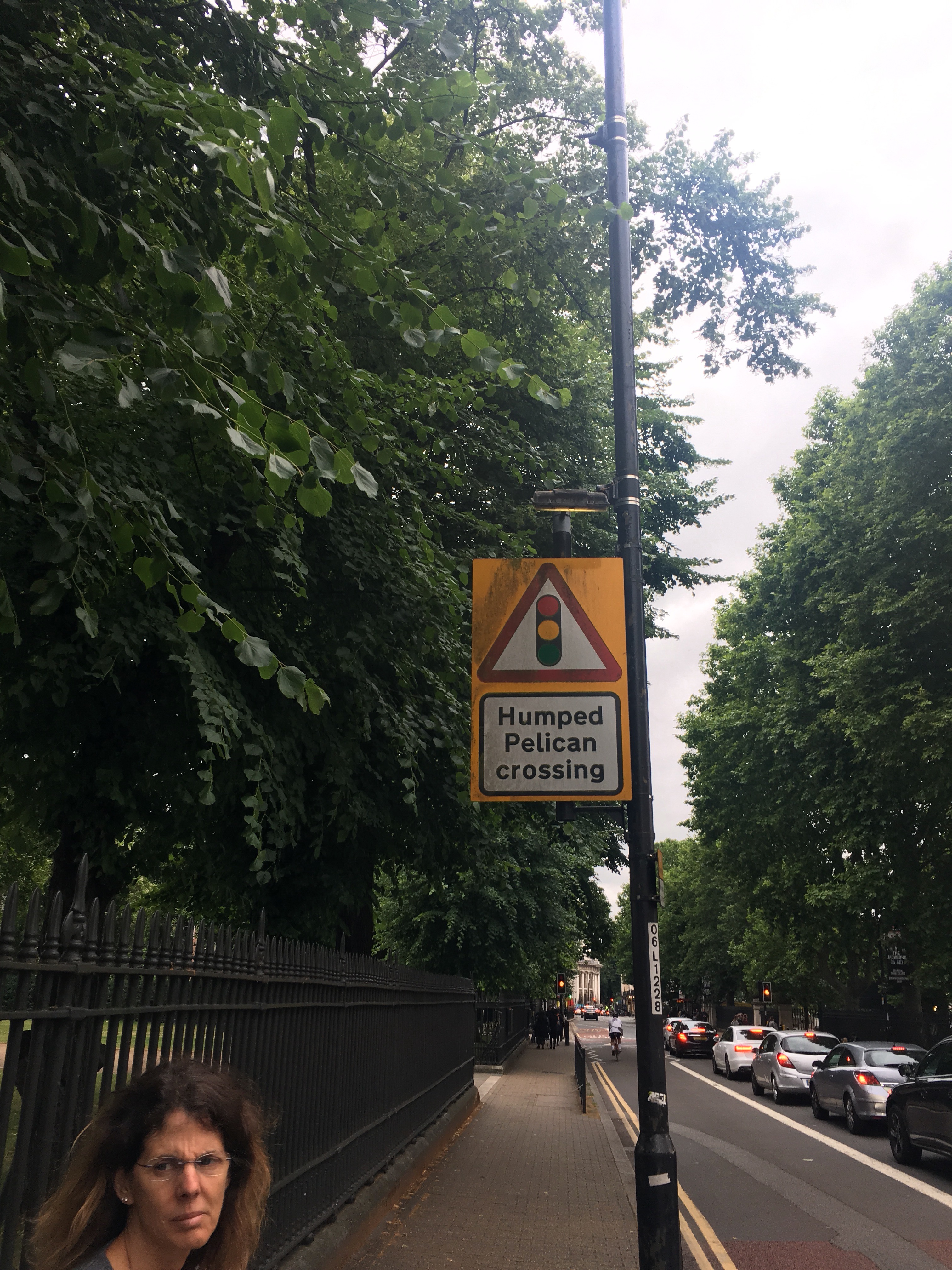 What are humped pelicans?