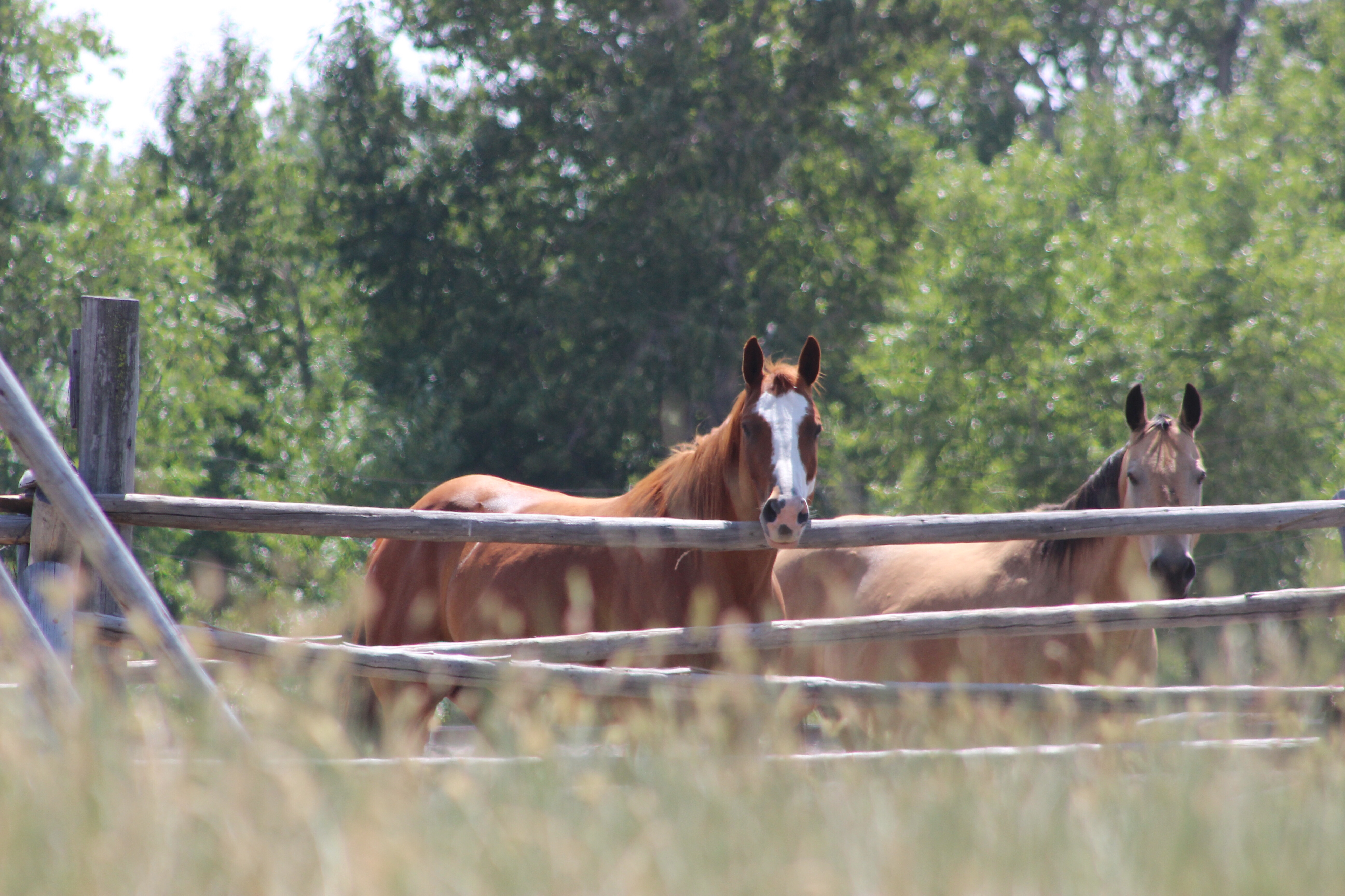 Grant-Kohrs Ranch National Historic Site