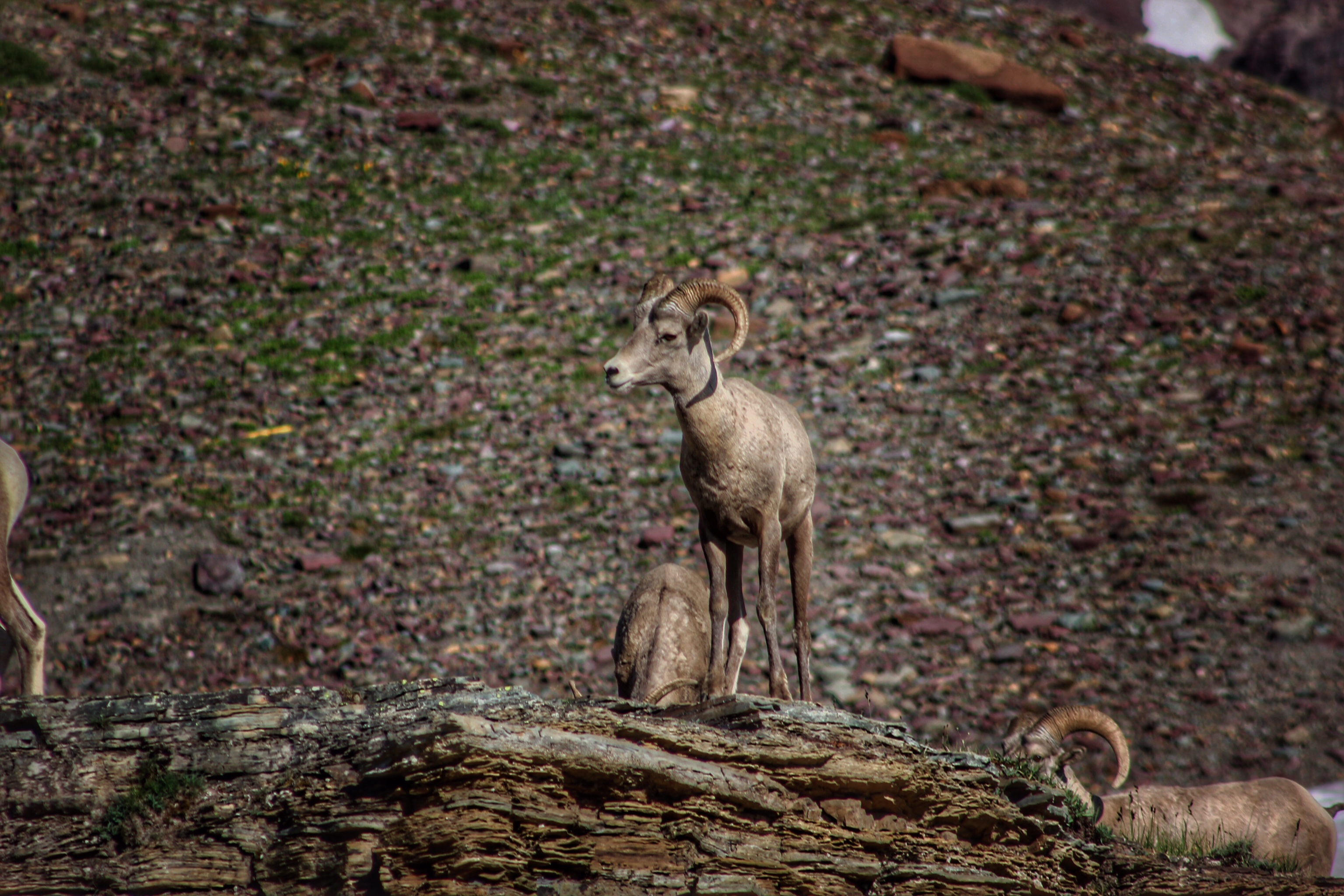 Glacier Wildlife