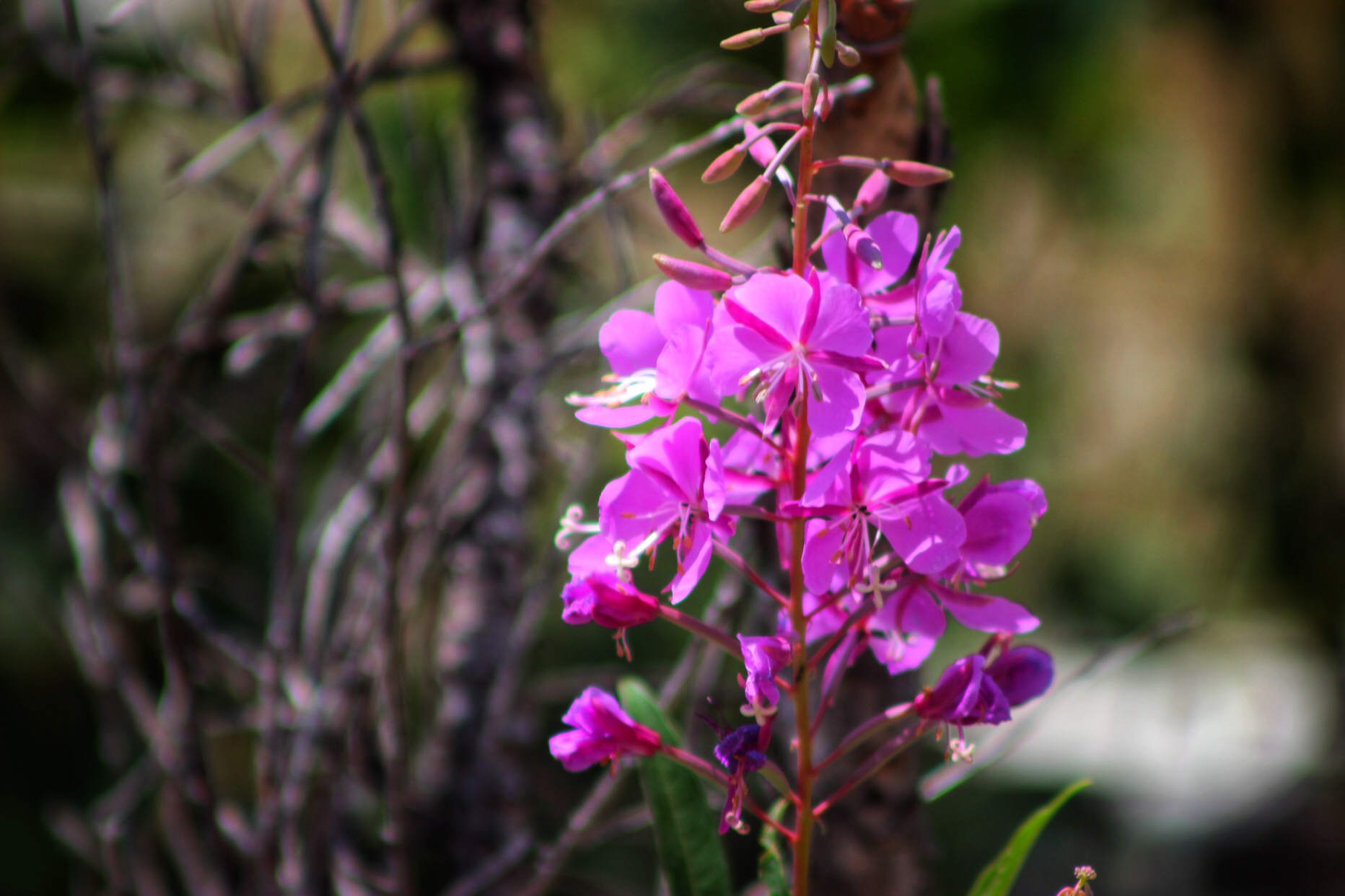 Glacier Wildflowers