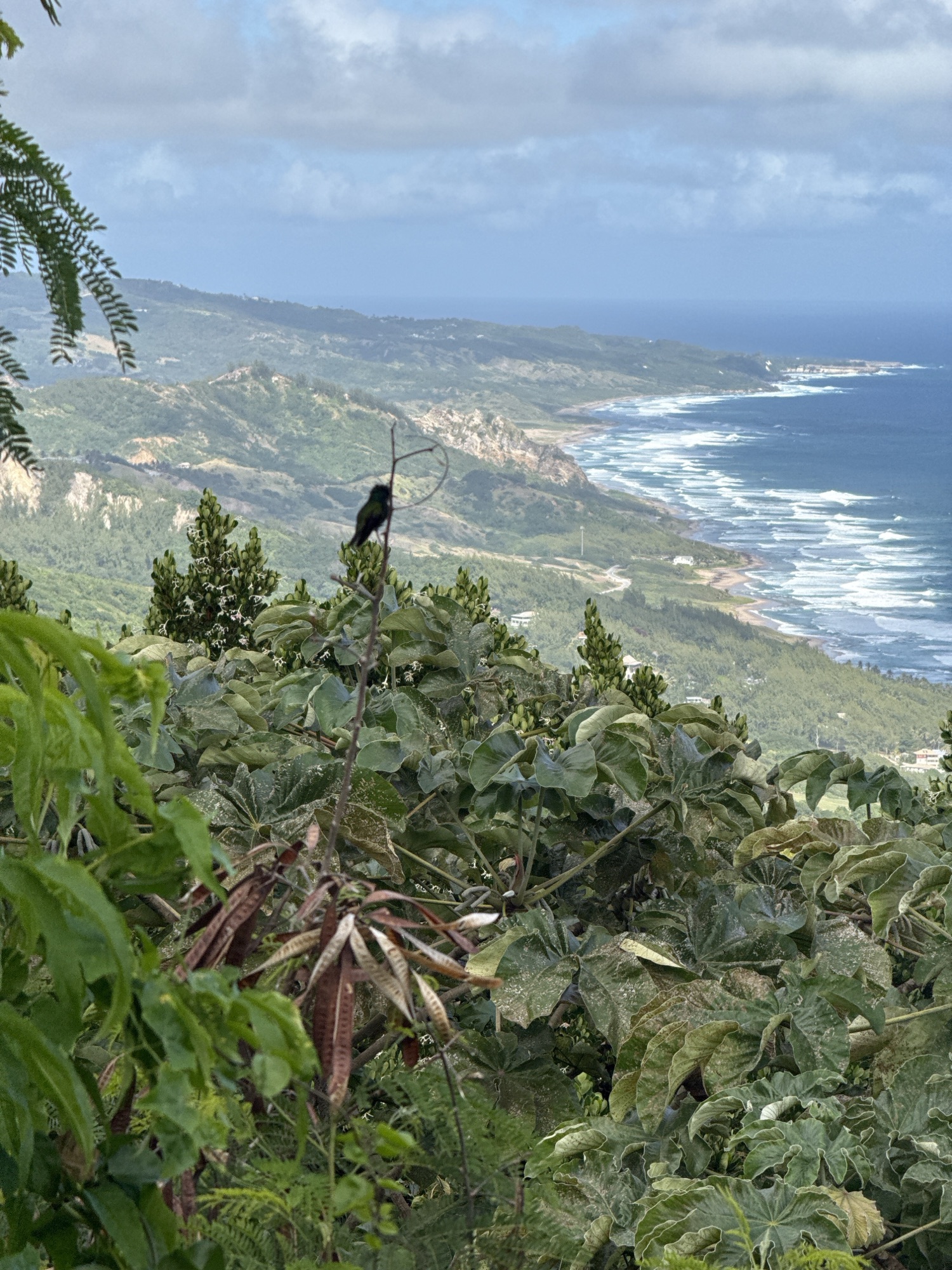 🛳️ Southern Caribbean Cruise 2026 – Day 8: Barbados’ Wild Atlantic Coast